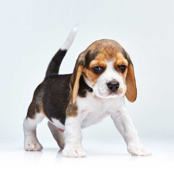 beagle-chiot-guide-race-chiens-de-chasse.jpg