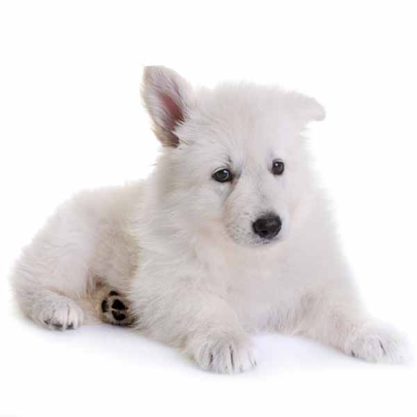 berger-blanc-suisse-chiot-guide-race-chiens-berger.jpg
